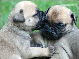 Quelle est cette race de chien ?