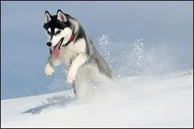 Quelle est cette race de chien ?