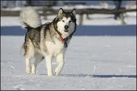 Quelle est cette race de chien ?