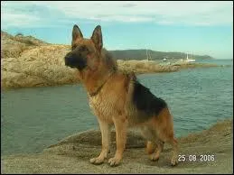 Quelle est cette race de chien ?