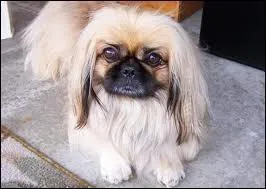 Quelle est cette race de chien ?