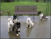 Quelle est cette race de chien ?