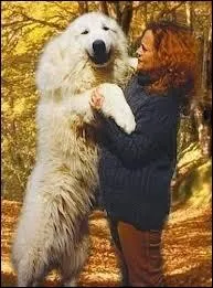 Quelle est cette race de chien ?