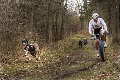 Quel est ce sport canin ?