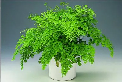 Joli surnom pour l'adiantum, comportant le nom de la desse de l'amour et de la beaut dans la mythologie grecque :