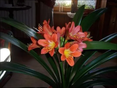 Jolie plante  fleurs, le clivia est appel parfois du nom du saint patron des travailleurs et de la famille :