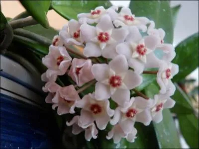 Facile  cultiver, originaire d'Asie tropicale, le hoya est surnomm :