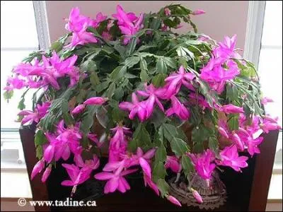Le schlumbergera, magnifique plante cacte qui fleurit l'hiver, nous le connaissons tous sous le nom de :