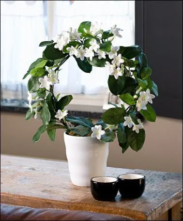 Cette jolie plante grimpante, dont on dit qu'elle est le symbole du bonheur, s'appelle en ralit un stphanotis, mais on lui donne communment le nom d'un pays d'Afrique :