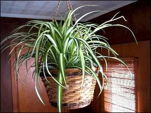 Trs apprci pour son joli feuillage mais aussi pour son rle de plante dpolluante, le chlorophytum est appel familirement :