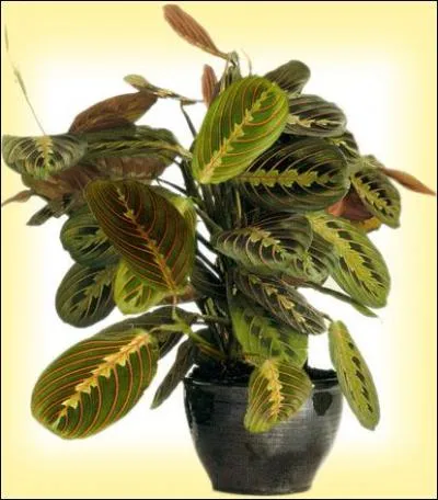 La maranta, plante aux capacits dpolluantes et aux feuilles douces au toucher comme du velours, on l'appelle plutt :