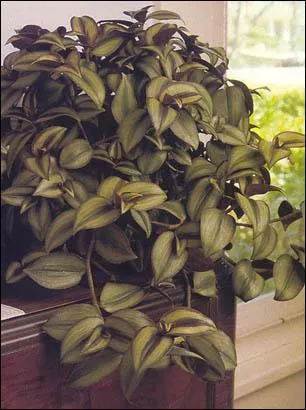 Zbrina , une des plantes d'appartement les plus rsistantes, au beau feuillage panach, nous la connaissons mieux sous le nom de :