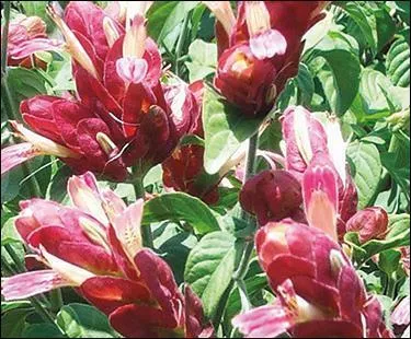 La forme des fleurs de cette plante, appele justicia, jolie mais toxique, lui a valu le nom de :