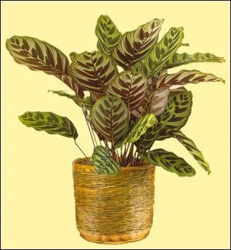 Belle plante d'intrieur, originaire des forts humides d'Amrique du Sud, le calathea est une :