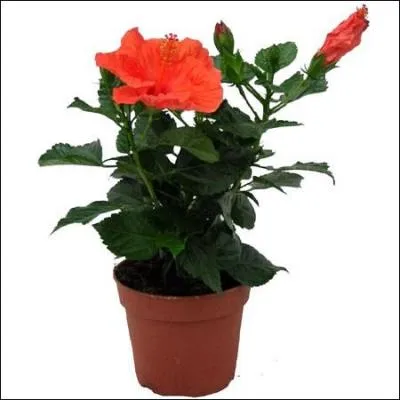 Cet hibiscus est appel communment et joliment :