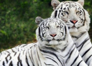 Quiz Les tigres blancs