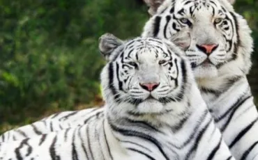 Quiz Tigres