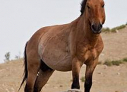 Quiz Les chevaux de Przewalski
