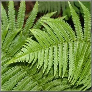 Fougère :