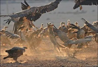 Comment appelle-t-on ce canid sauvage d'Amrique du Nord ?