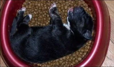 Qu'a fait ce chiot avant de dormir ?