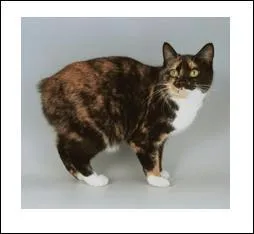 Quelle est cette race ?