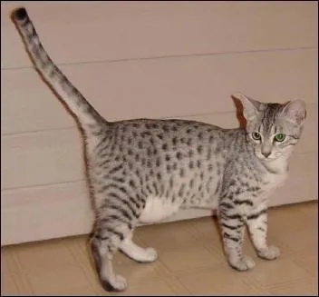 Quelle est cette race ?