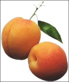 Comment dit-on abricot en Anglais ?