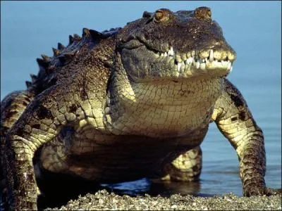 Les crocodiles perdent leurs dents, mais les remplacent. Au cours de leur existence (5  7 ans) cela reprsente combien de dents ?