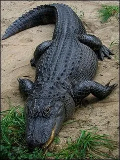 Quel est cet animal ?