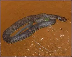 Quel est cet animal ?