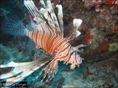 Quel est cet animal ?