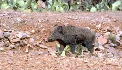 C'est une vraie pipelette, elle rpand des ...