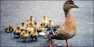 Le verbe "précéder" est le contraire de "suivre".