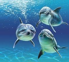 Quiz Dauphins
