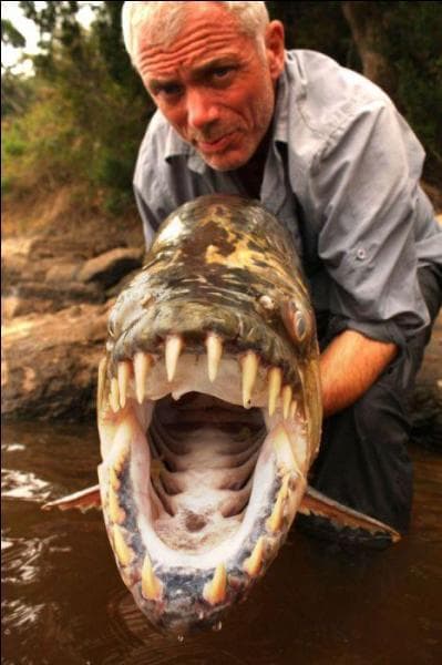 C'est en Afrique, plus prcisment dans le fleuve Congo, que vous pourrez vous attaquer  ce dangereux poisson !