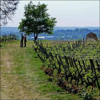 Les vins de Savennires sont :