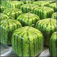 Les pastques de forme carre existent-elles ?