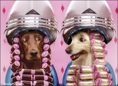 Des coupes de cheveux au poil prs ! En Birmanie, il existerait un rocher recouvert de feuilles d'or o, selon le mythe bouddhiste, se trouverait un cheveu de Bouddha qui le maintiendrait en quilibre :