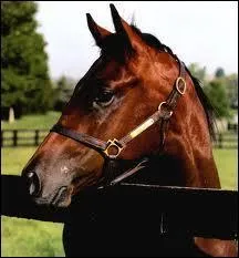 Quelle est l'humeur de ce cheval ?