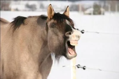 Quelle est l'humeur de ce cheval ?