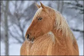 Quelle est l'humeur de ce cheval ?