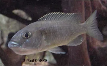 Quelle est la particularit de certaines espces de Cichlids chez les femelles ?