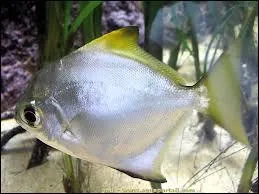 Ce poisson est-il un poisson marin ?