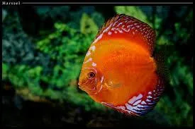 Quelle est cette espce de Discus ?