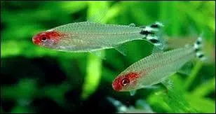 Quel est ce poisson vivant en groupe de beaucoup d'individus ?