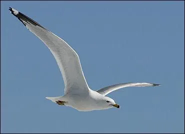 Richard Bach, crivain amricain, est l'auteur d'un trs beau conte philosophique paru en 1970, intitul :  Jonathan Livingstone... 