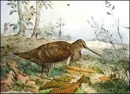 A quel grand crivain du XIXe sicle doit-on  Les Contes de la bcasse  ?