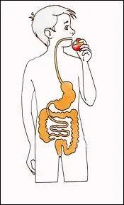 Ce tube est  dguster, ce tube est  savourer. Pntrant les entrailles, ce tube-l nous prend au plus profond de nous mme. Quel est ce tube ?