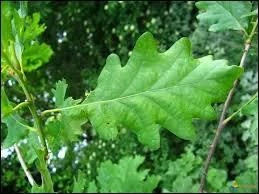 A quel arbre appartient cette feuille ?